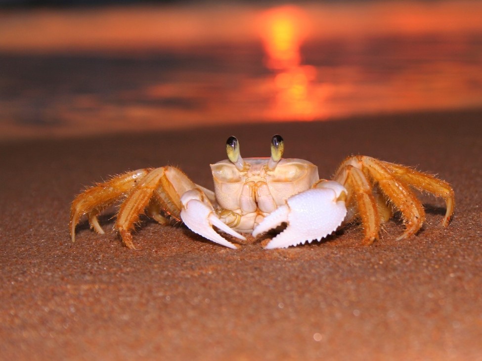«Вичи‑Русь» берёт курс на Азию: компания из Советска готовится к крабовому буму 