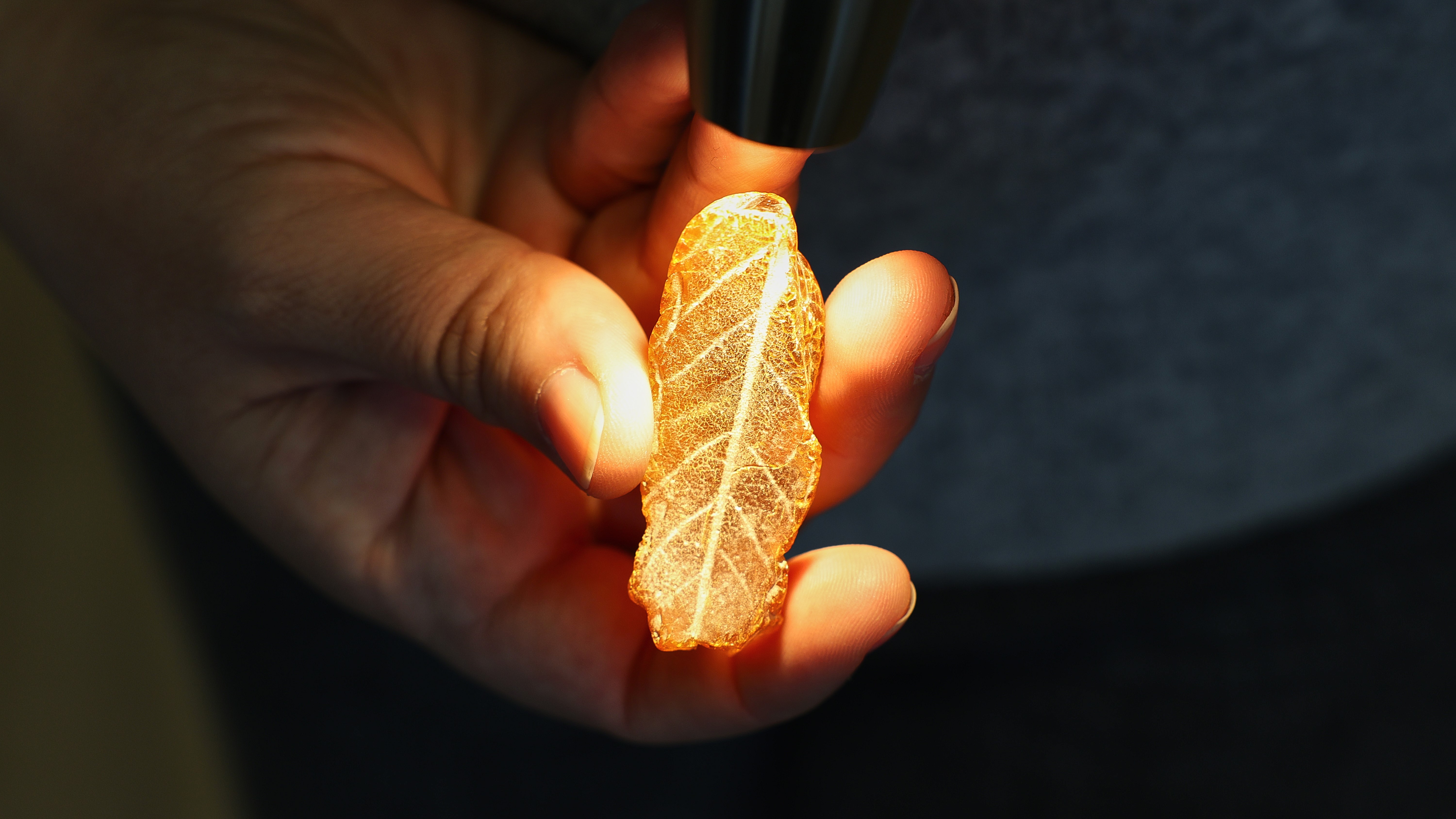 В Калининграде нашли янтарь с отпечатком дуба, которому 2,5 млн лет