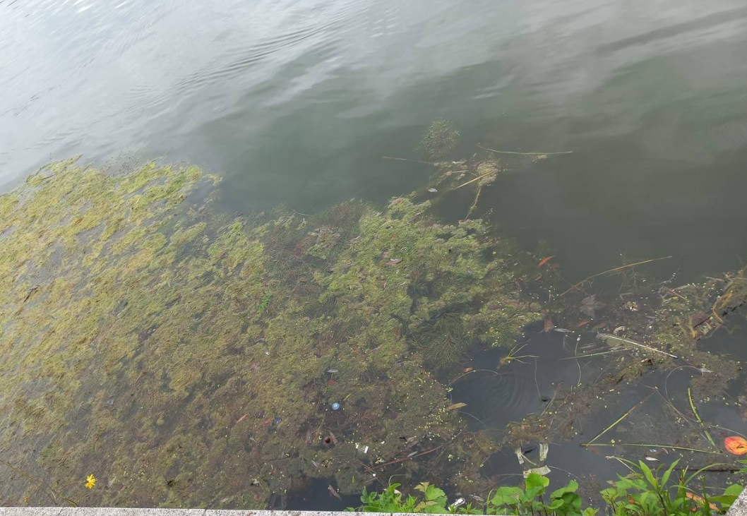 Вода в Калининграде «цветет» всё сильнее