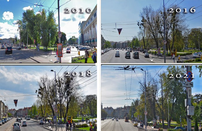 Омела в Калининграде: борьба с паразитом или сохранение символа города?