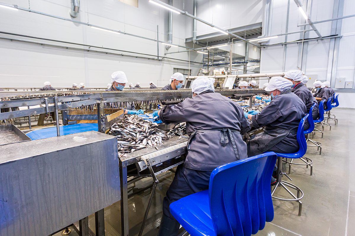 Крупнейший калининградский рыбоконсервный завод готовится к запуску