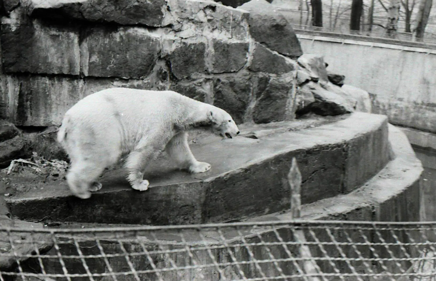 Калининградский зоопарк больше не завозит животных в плохие условия содержания