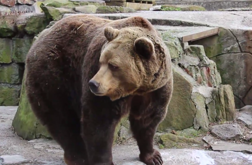 «Коллекция» животных Калининградского зоопарка стареет