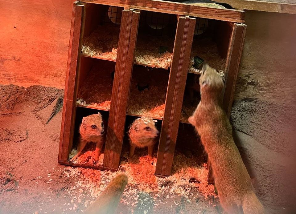 В Калининградский зоопарк переехали восемь мангустов из Санкт-Петербурга
