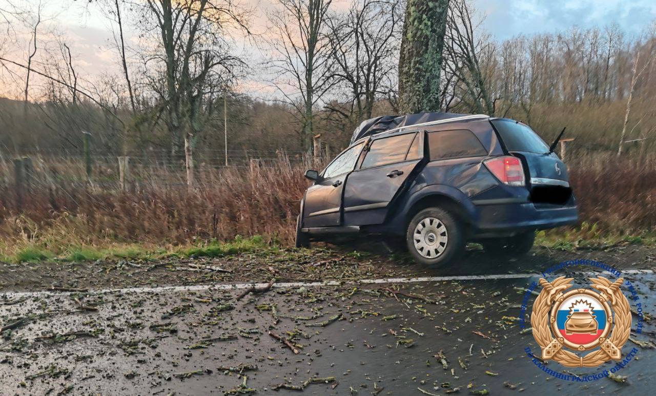 В Калининградской области водитель въехал в дерево