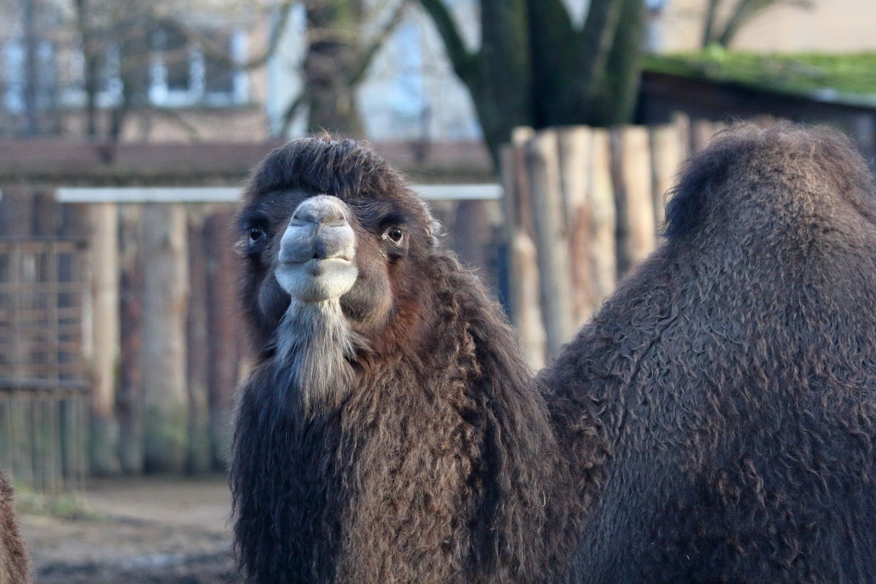 В Калининградском зоопарке отремонтируют вольеры в ряду «Деревня»