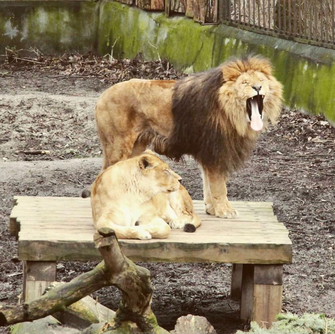 зоопарк лев