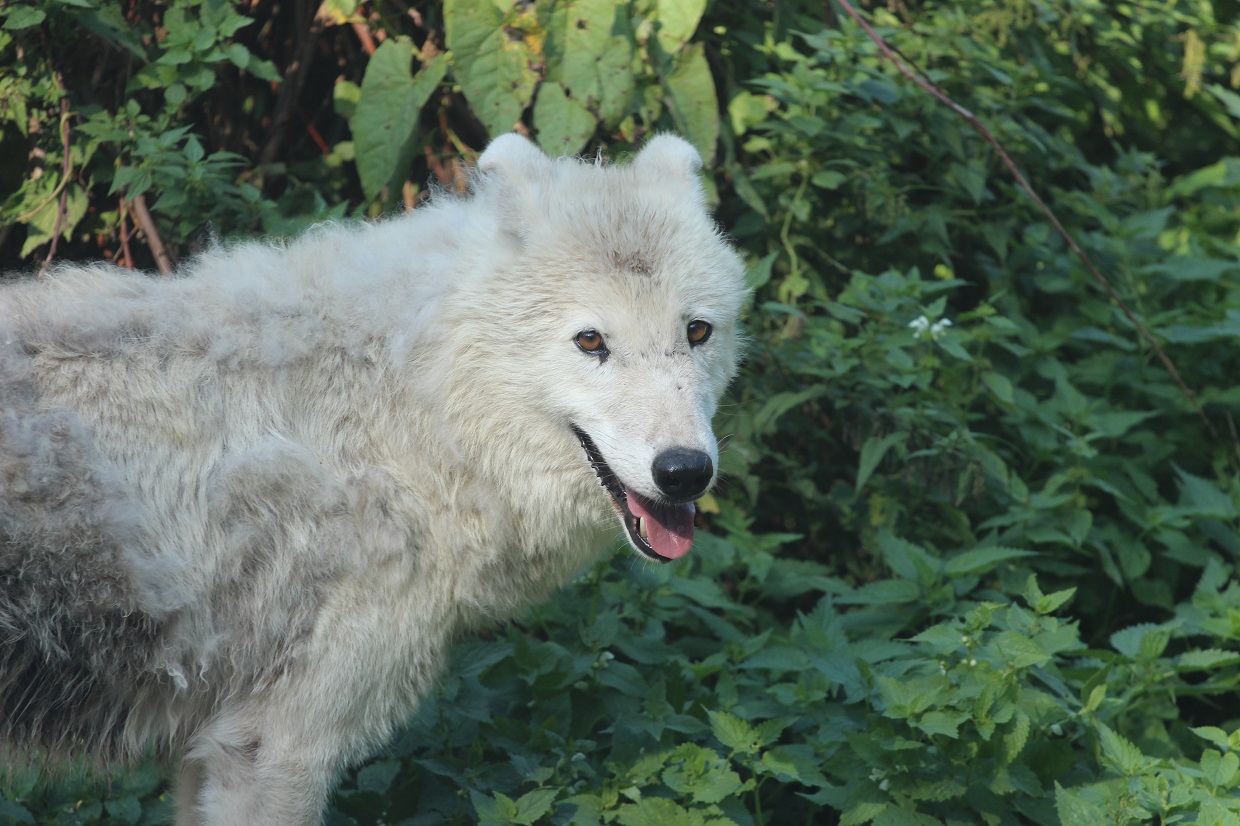 В Калининградский зоопарк привезли самку арктического волка