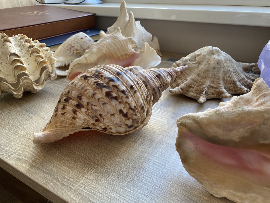 В Музей Мирового океана привезли коллекцию предметов с Мадагаскара