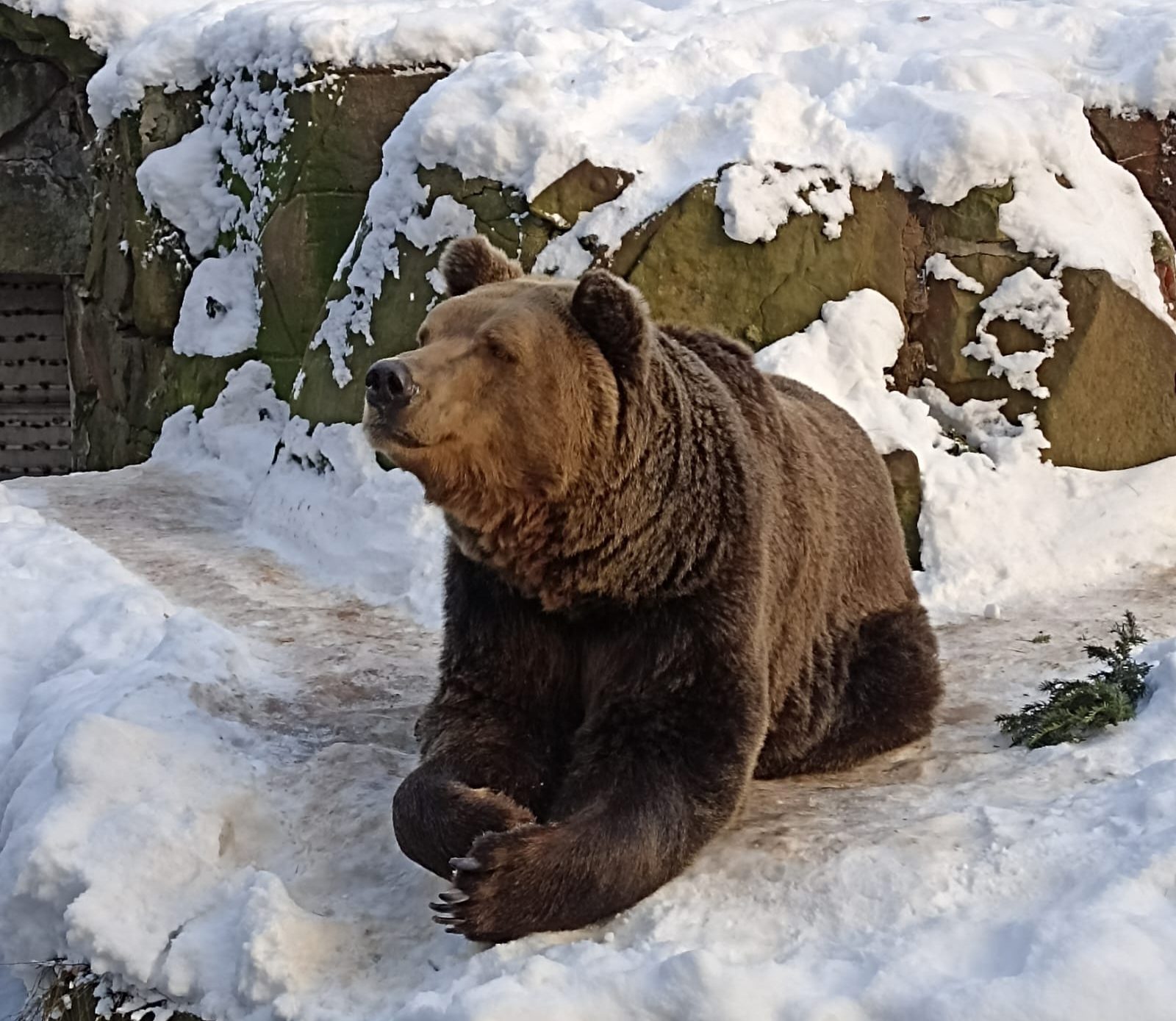 Медведь в Калининградском зоопарке не впадает в спячку