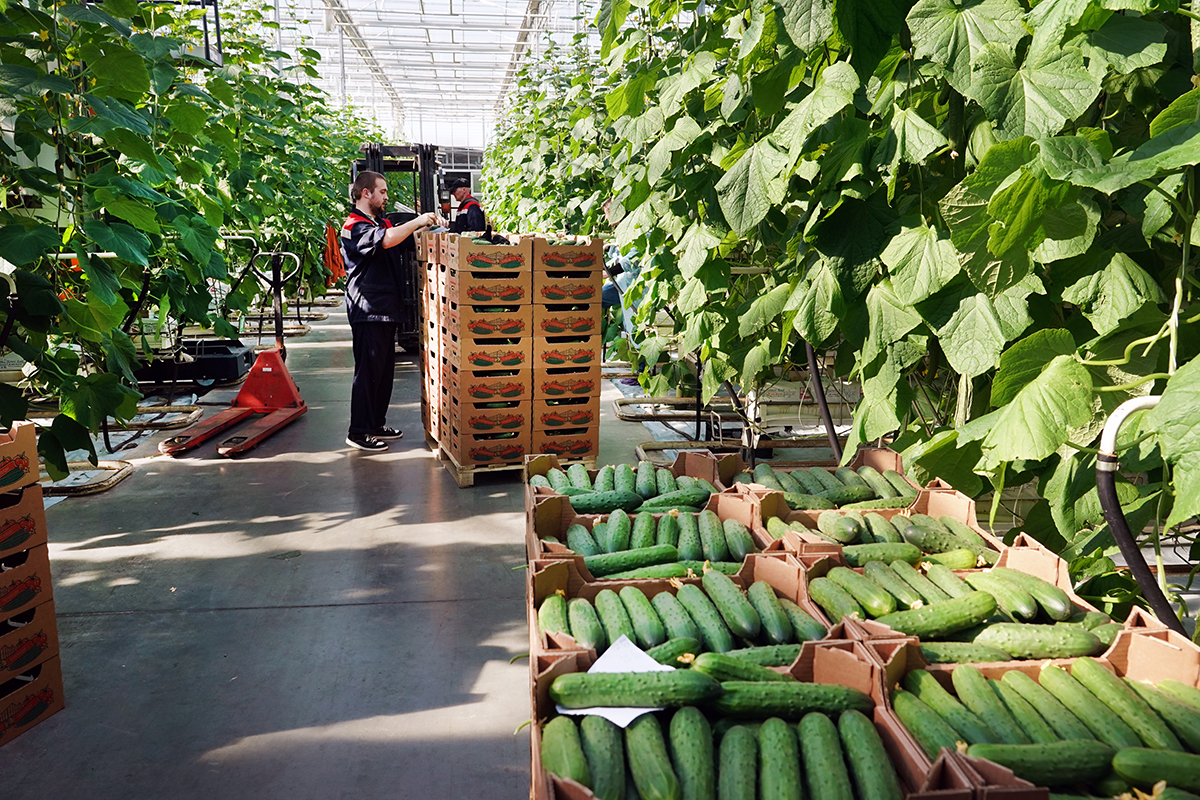 Правительство расширит поддержку производителей овощей в Калининградской области