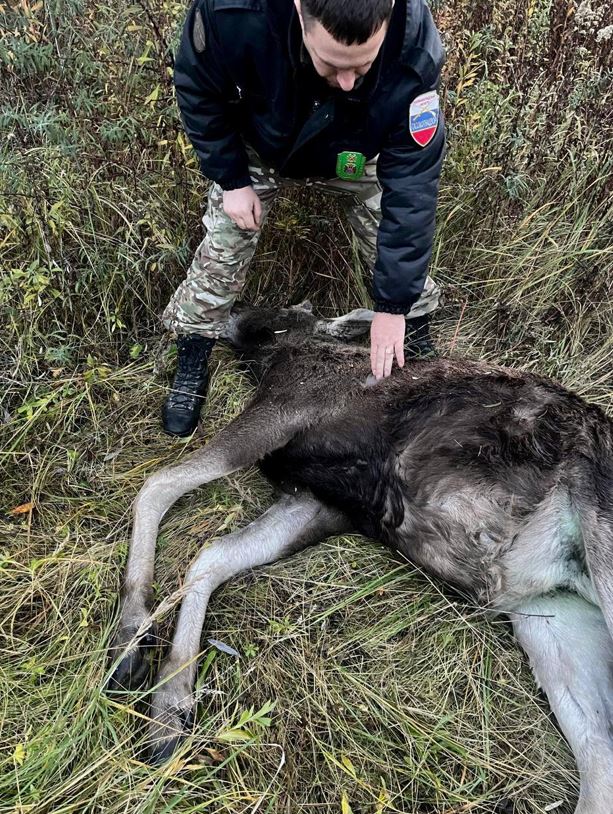 В Гурьевском округе задержали мужчину за отстрел лося