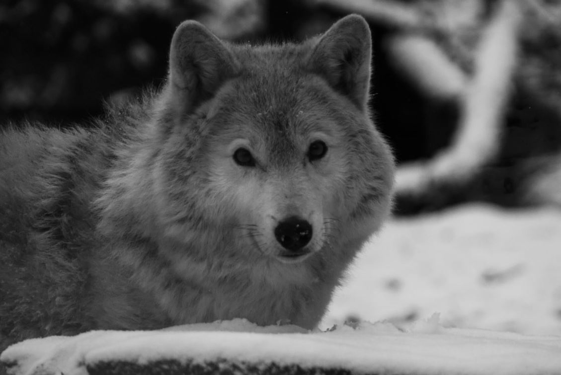 Белый волк Акела умер в Калининградском зоопарке