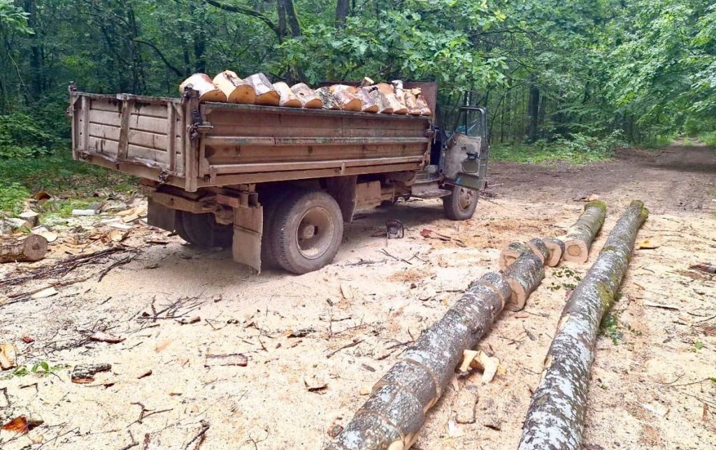 В Калининградской области задержали лесорубов за незаконную вырубку