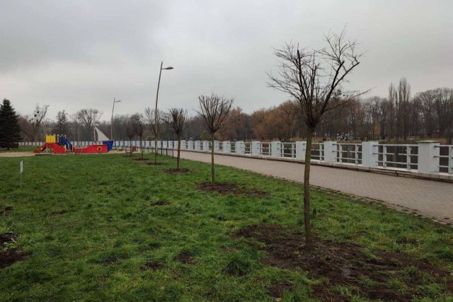 В парки Калининграда пересадили попавшие под вырубку деревья