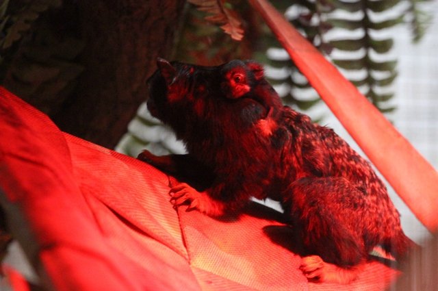 В калининградском зоопарке у красноруких тамаринов появился первый детеныш
