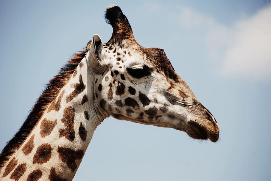 В Калининградском зоопарке отремонтируют вольер для жирафов
