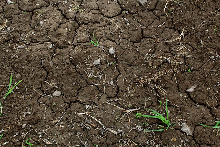 Калининградцев предупреждают о почвенной засухе
