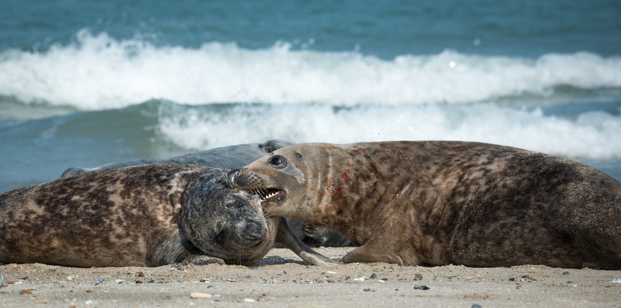 Ученый КГТУ: Тюленей в Балтийском море становится больше