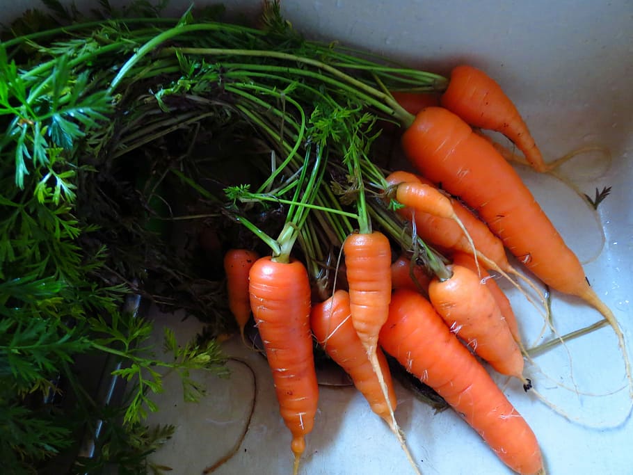 За месяц морковь для калининградцев стала дороже на 23%