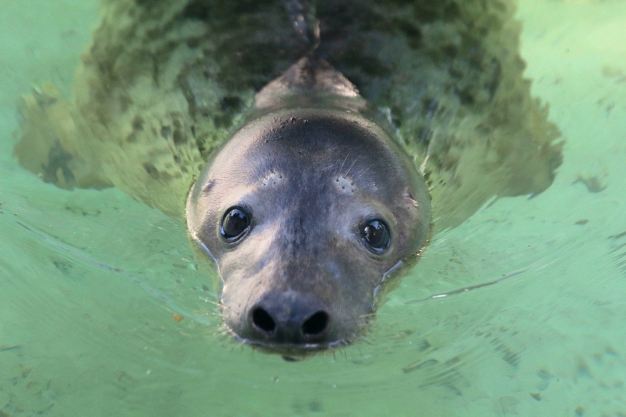 В Калининградском зоопарке тюленя посадили на диету