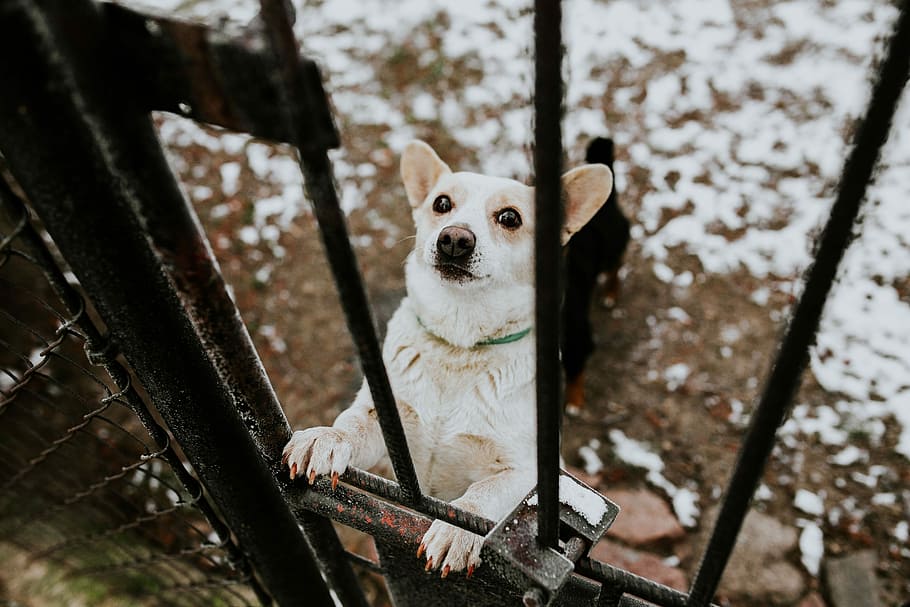 Приют «Дружок» под Калининградом может распустить бездомных собак из-за безденежья