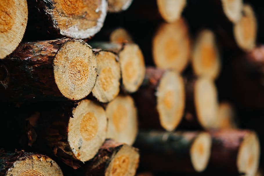 Калининградцам упростят процедуру заготовки древесины