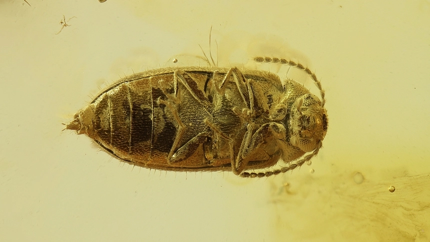 Калининградские учёные обнаружили древний вид жука в янтаре