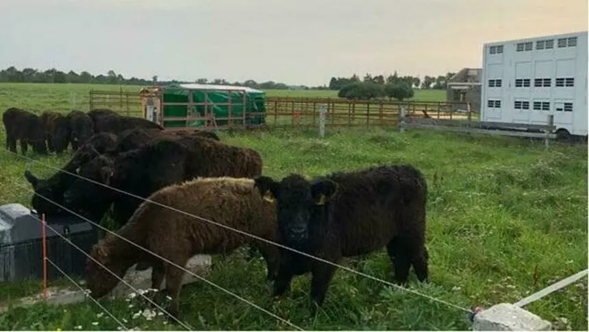 В Зеленоградском районе начнут разводить «кучерявых» коров