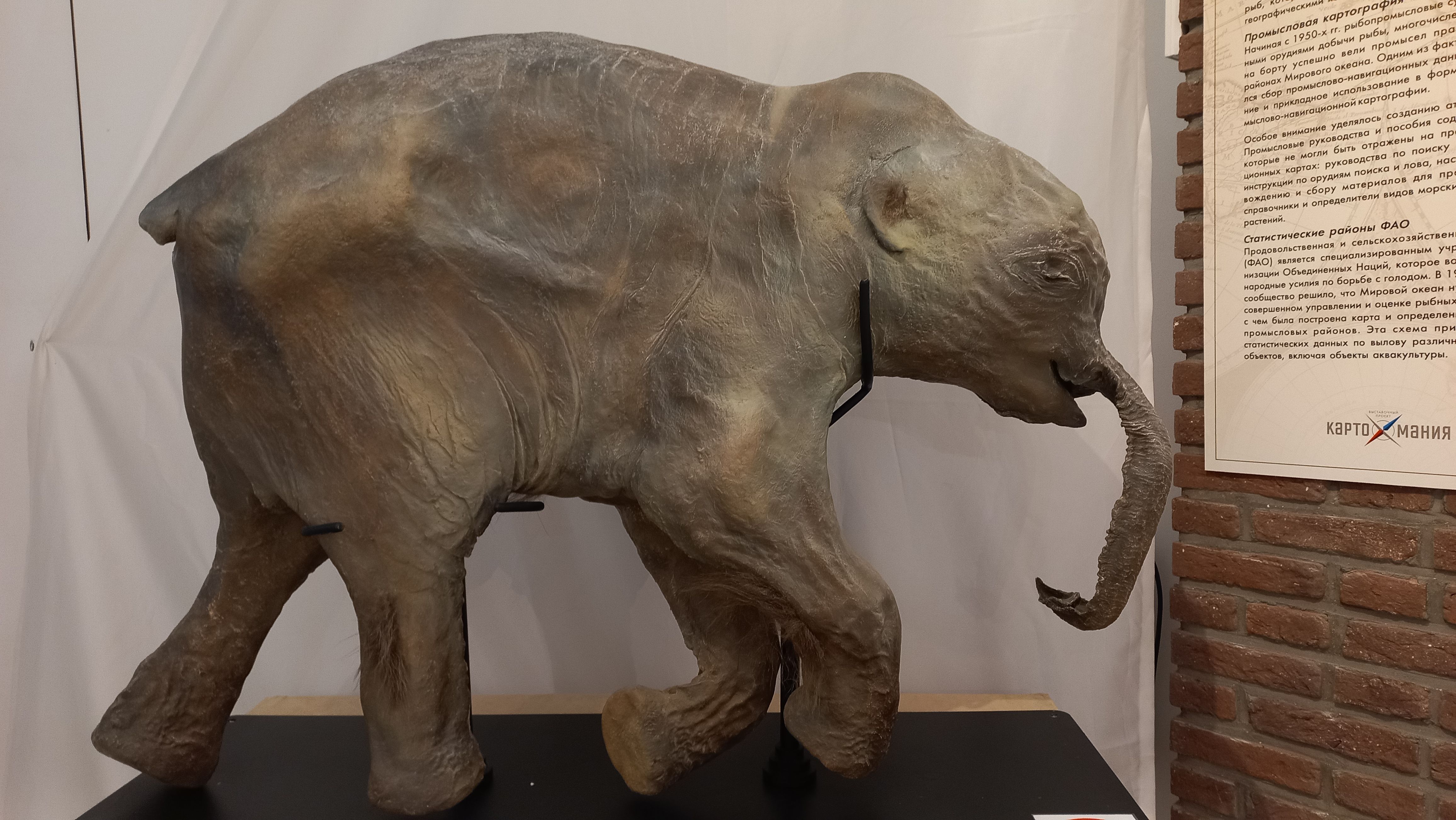 В Музей Мирового океана «вернулась» мамонтенок Люба