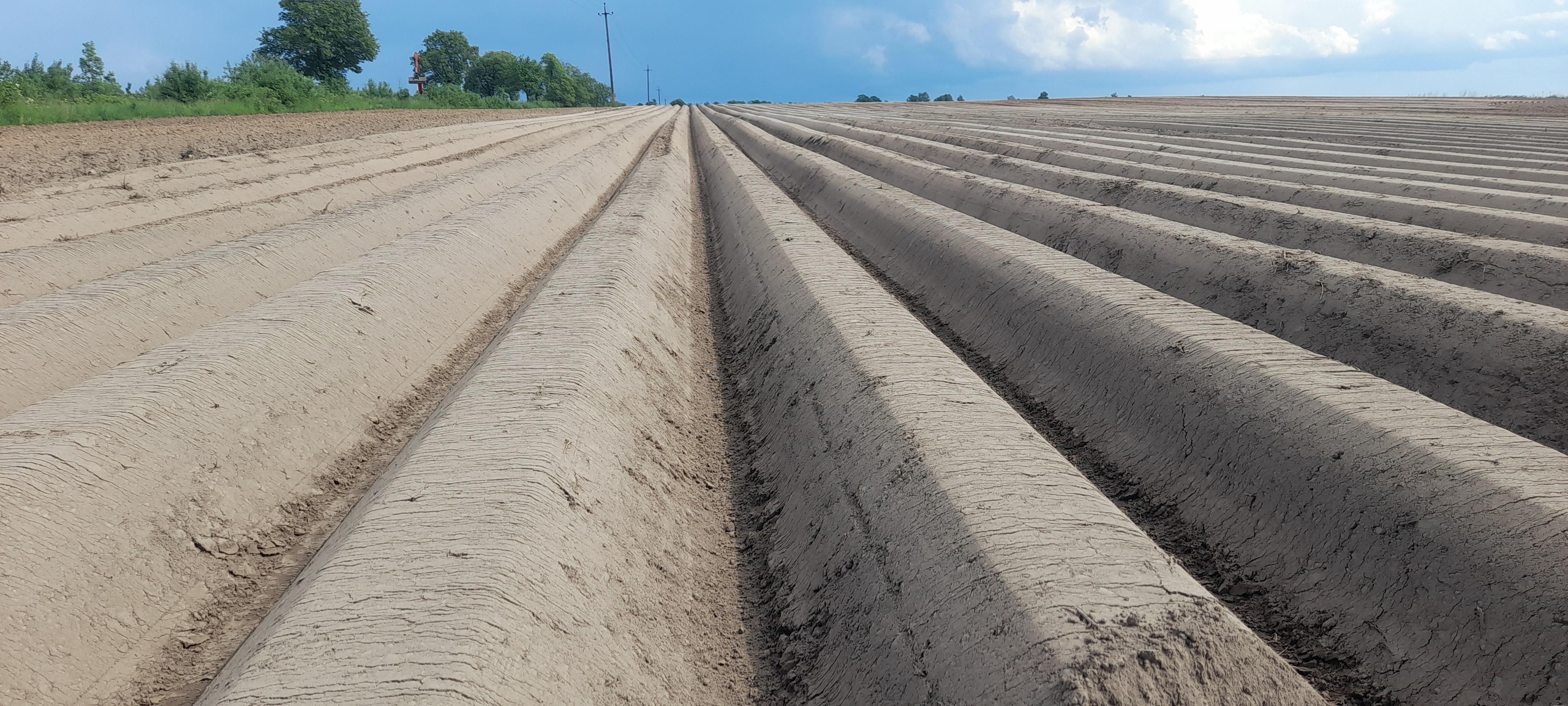 Поля Озёрского округа засадили 400 га картофеля для фастфуда