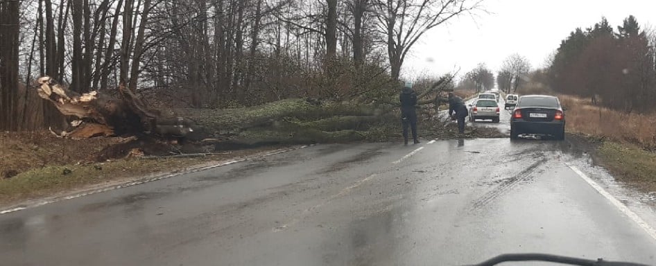 Сотню деревьев повалило на дороги Калининградской области за выходные
