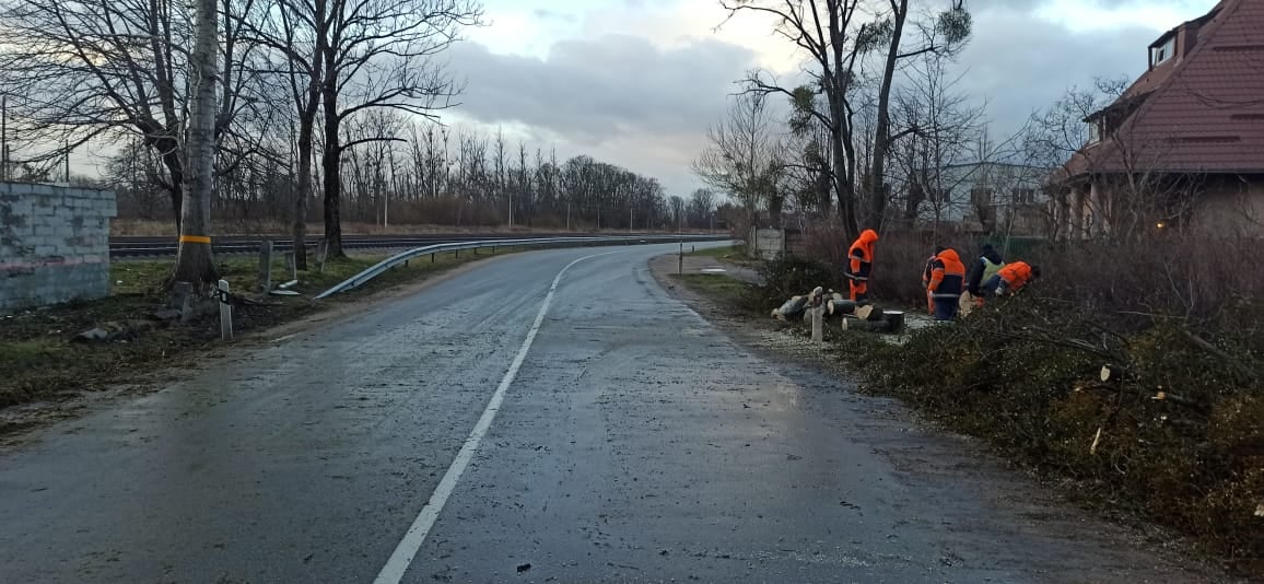 Январские шторма повалили более 200 деревьев на дороги Калининградской области