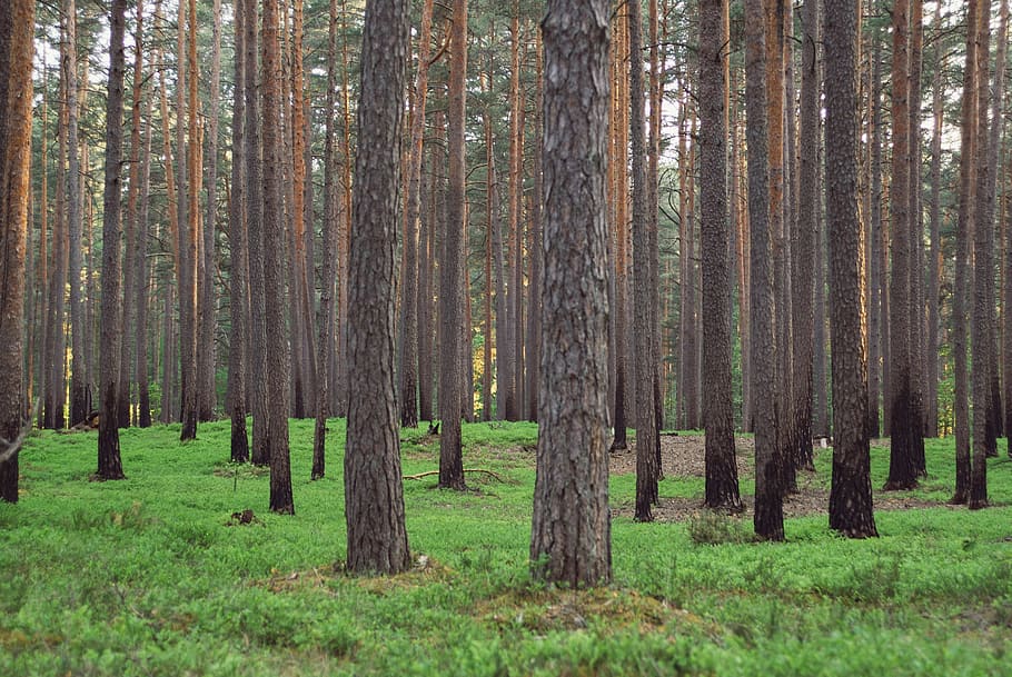 Жителям Калининградской области из-за жары запретили посещать леса