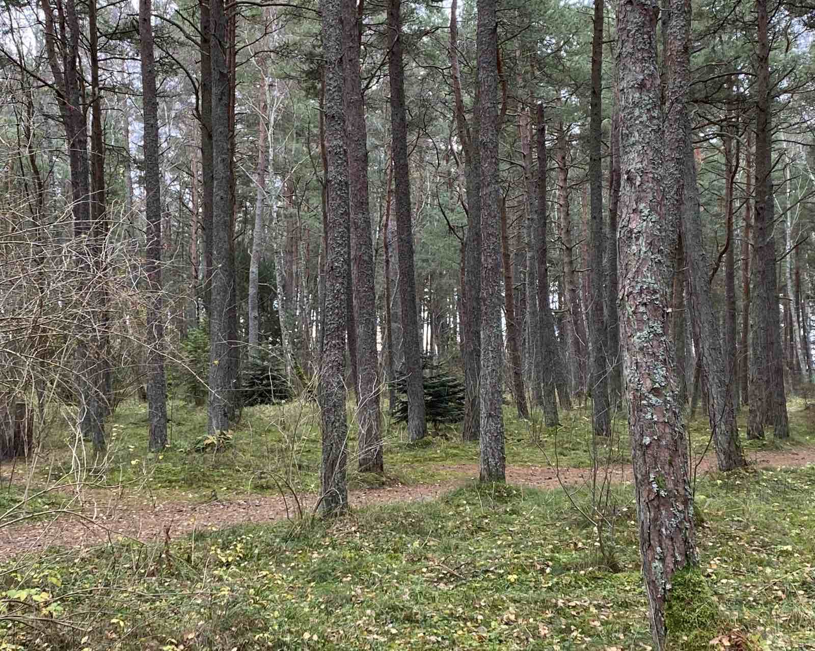 В Калининградской области лесничих в 10 раз меньше необходимого