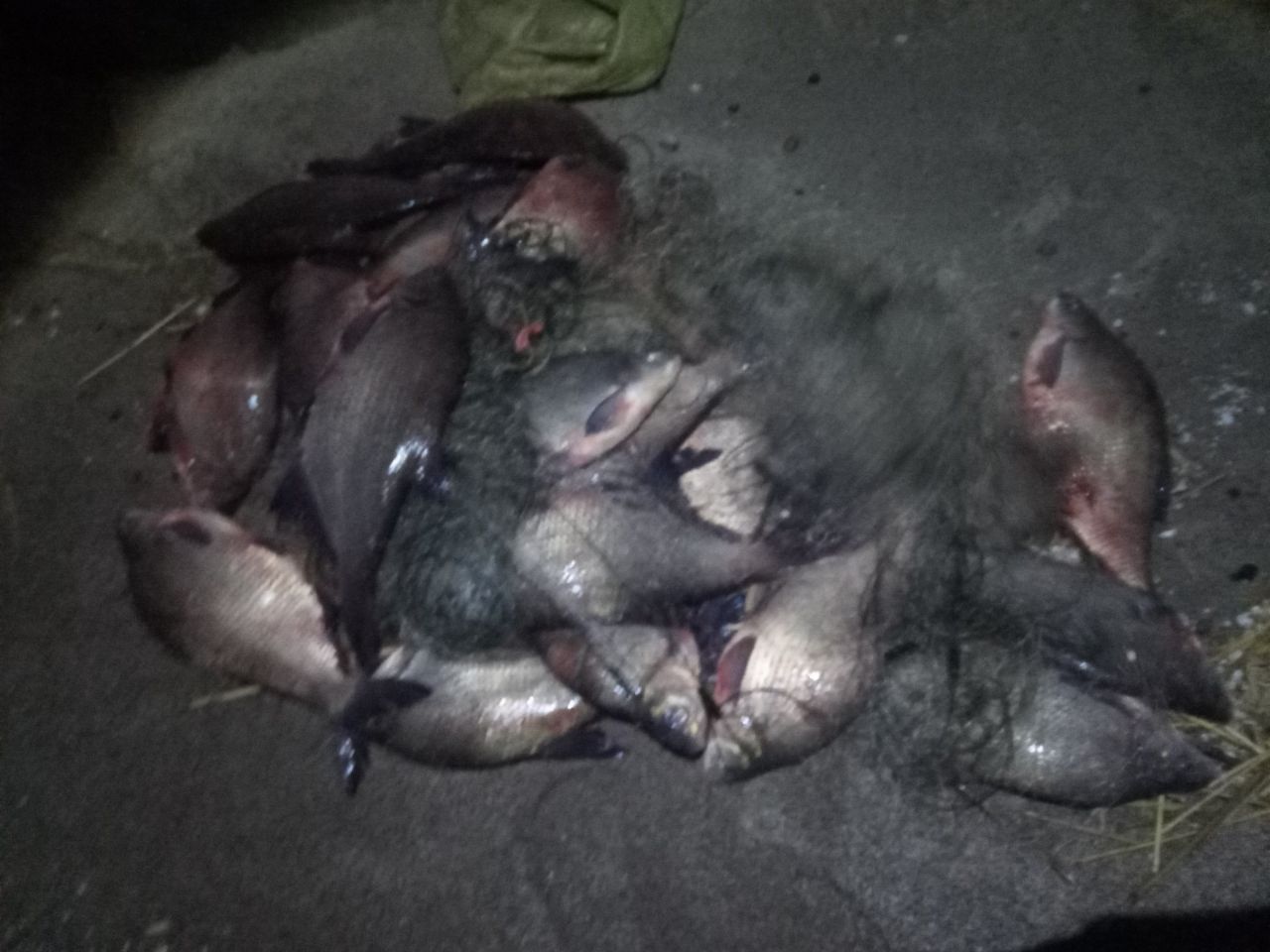 В Калининградской области за неделю у рыбаков-нарушителей изъяли 132 кг рыбы