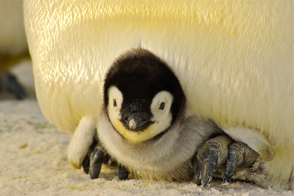 Калининградский зоопарк планирует «завести» пингвинов