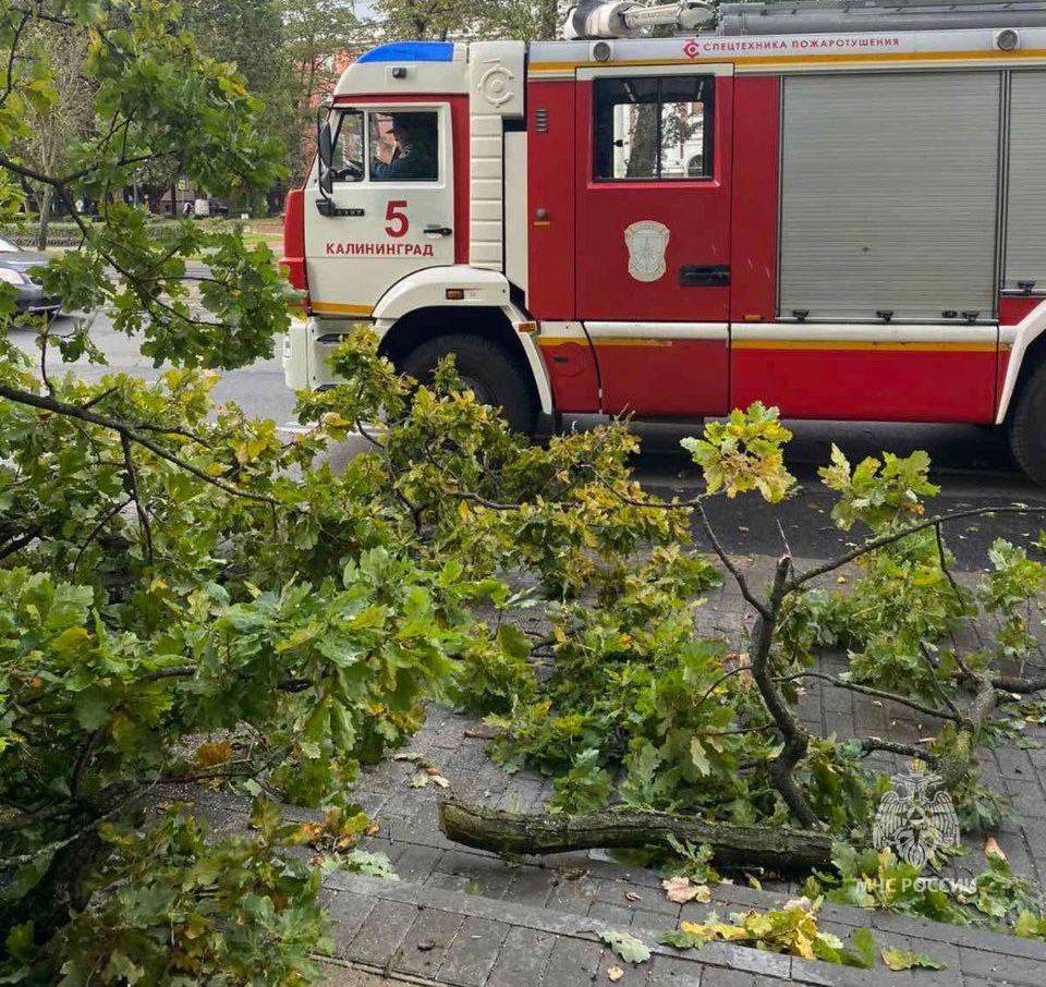 Во время сильного ветра в Калининграде на голову девушке упала ветка