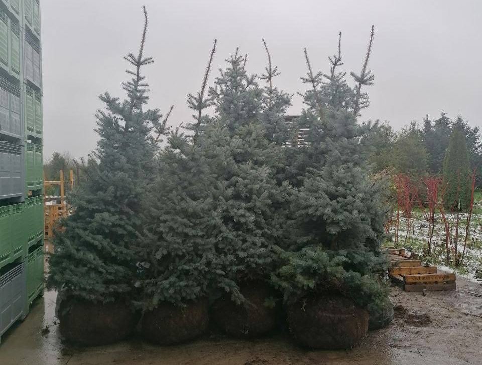 Елена Дятлова: К 1 декабря в Калининграде установят 75 живых елок в кадках