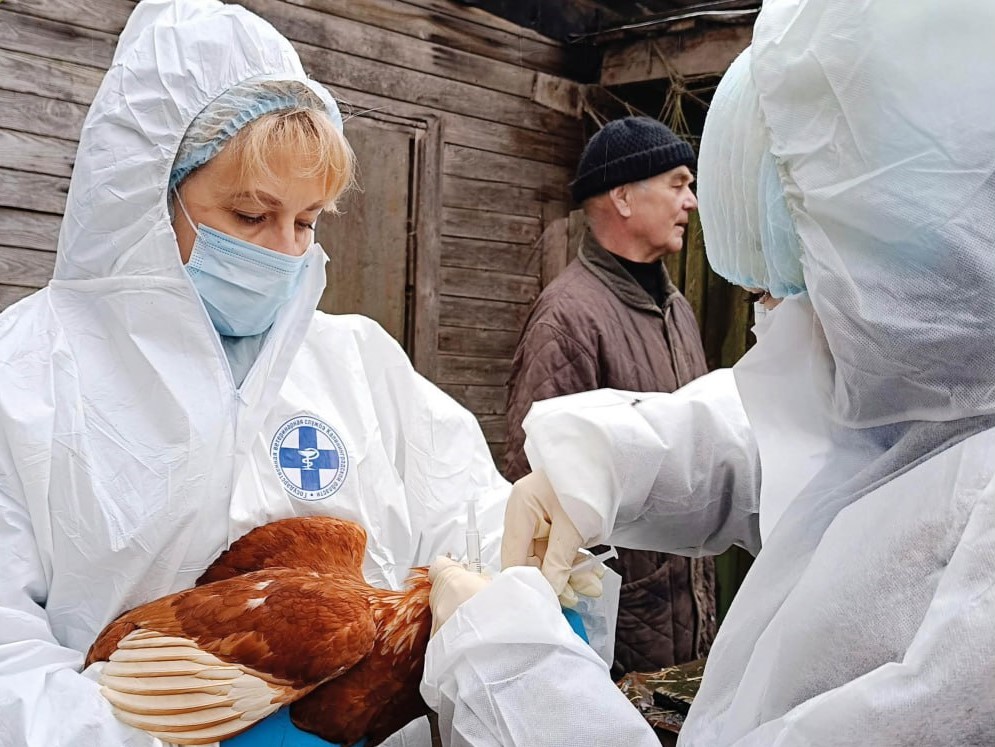 Калининградцам предлагают бесплатно привить домашних птиц от птичьего гриппа