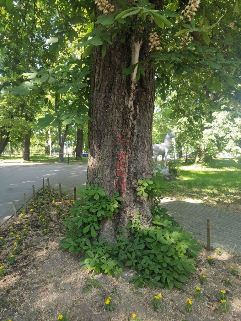 Андрей Карачинов: Цифры на деревьях в калининградских парках – инвентаризация