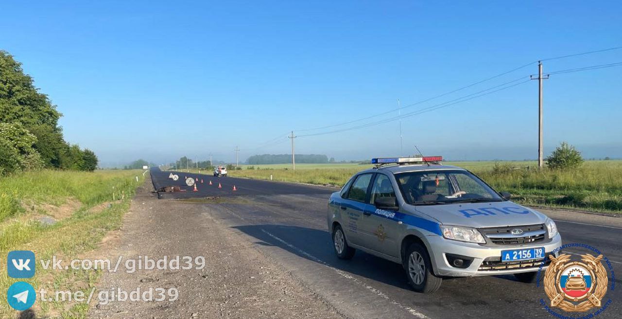 В Гусевском районе водитель «Мазды» сбил лося