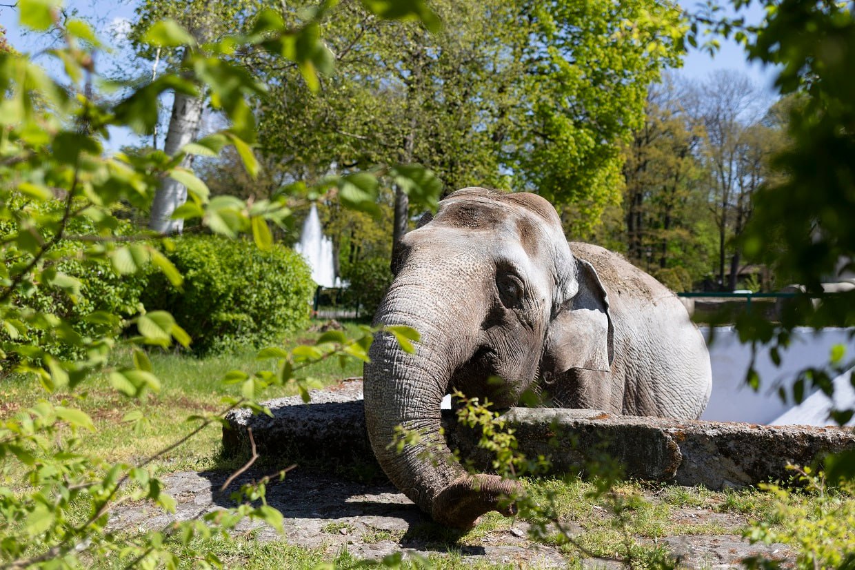 В Калининградском зоопарке объяснили грусть слонихи Преголи