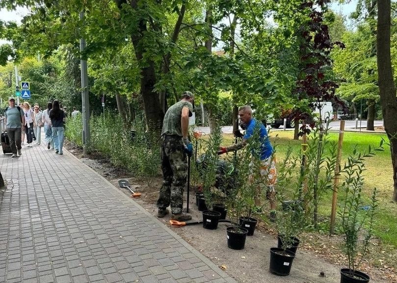 В Зеленоградске высаживают живую изгородь вдоль дорог