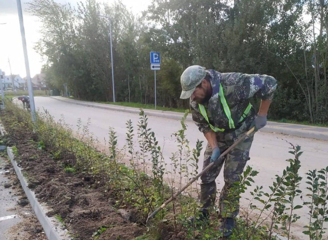 В Малиновке под Зеленоградском высадили живую изгородь вдоль дороги