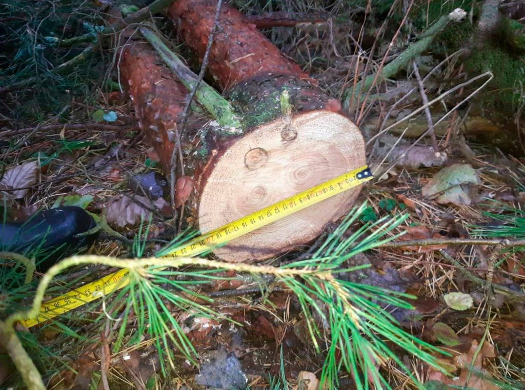 В Озерском и Нестеровском округах поймали «черных» лесорубов