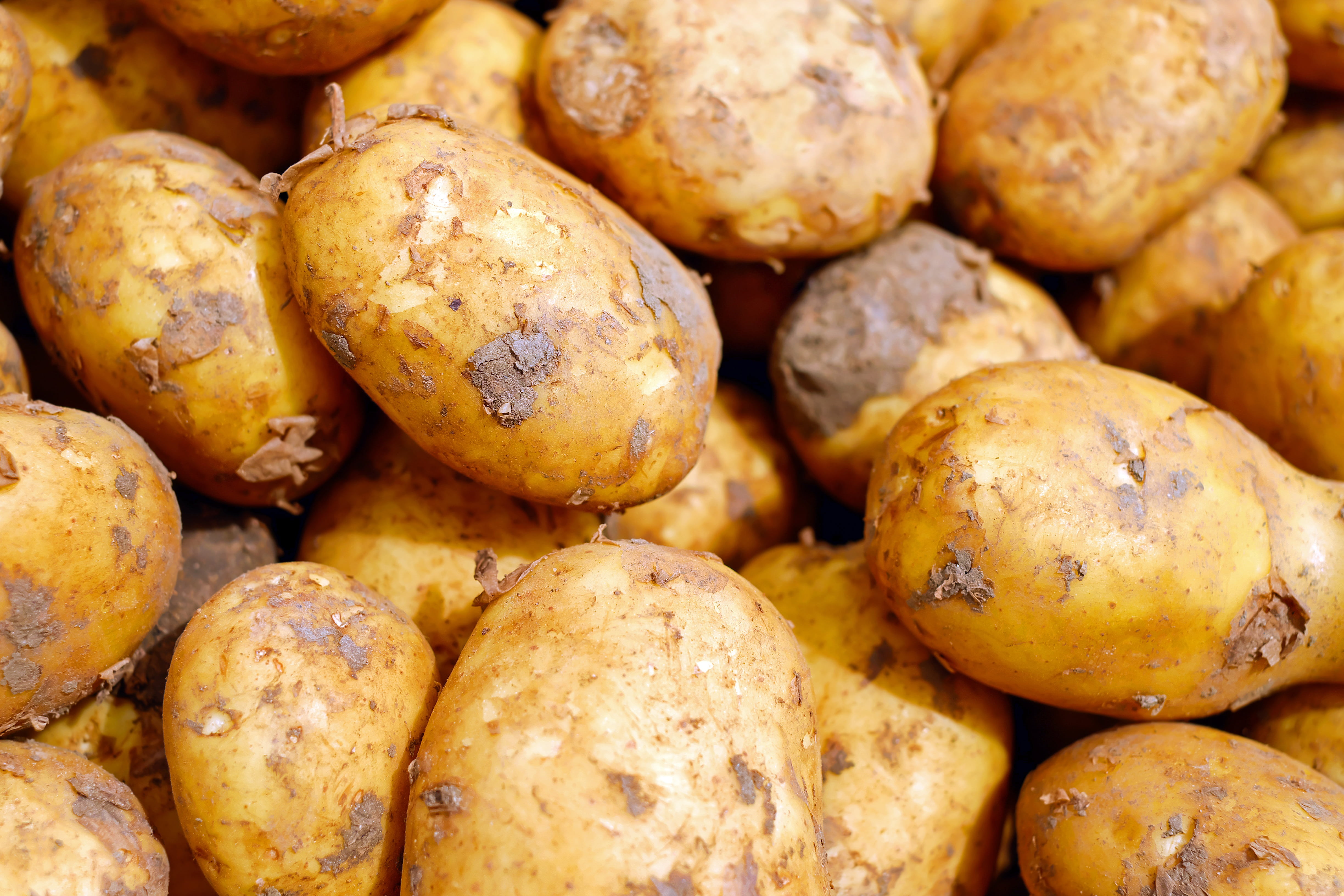На фоне сбора урожая в Калининграде подешевела картошка