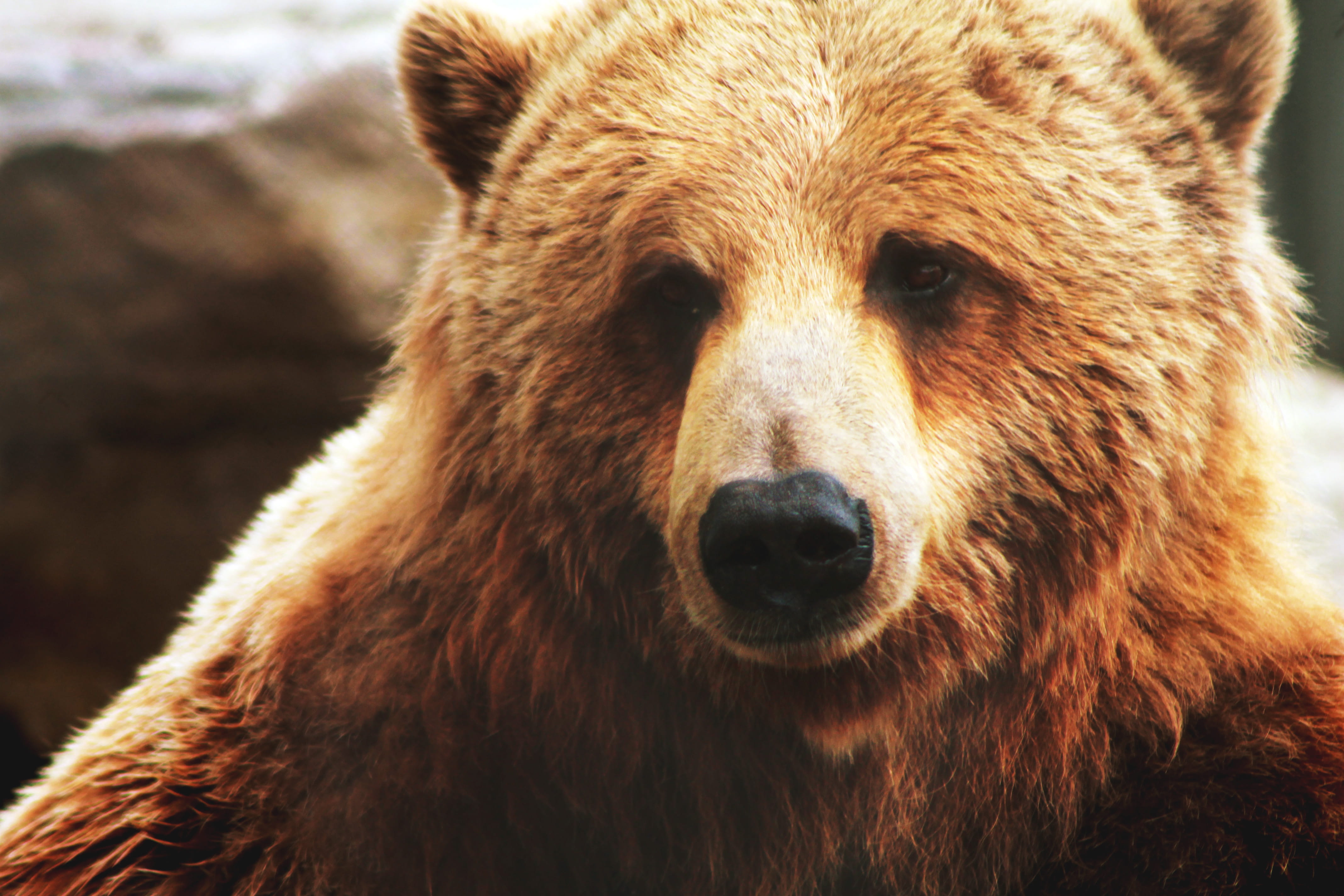 Олег Белкин: Медведи периодически заходят в Калининградскую область