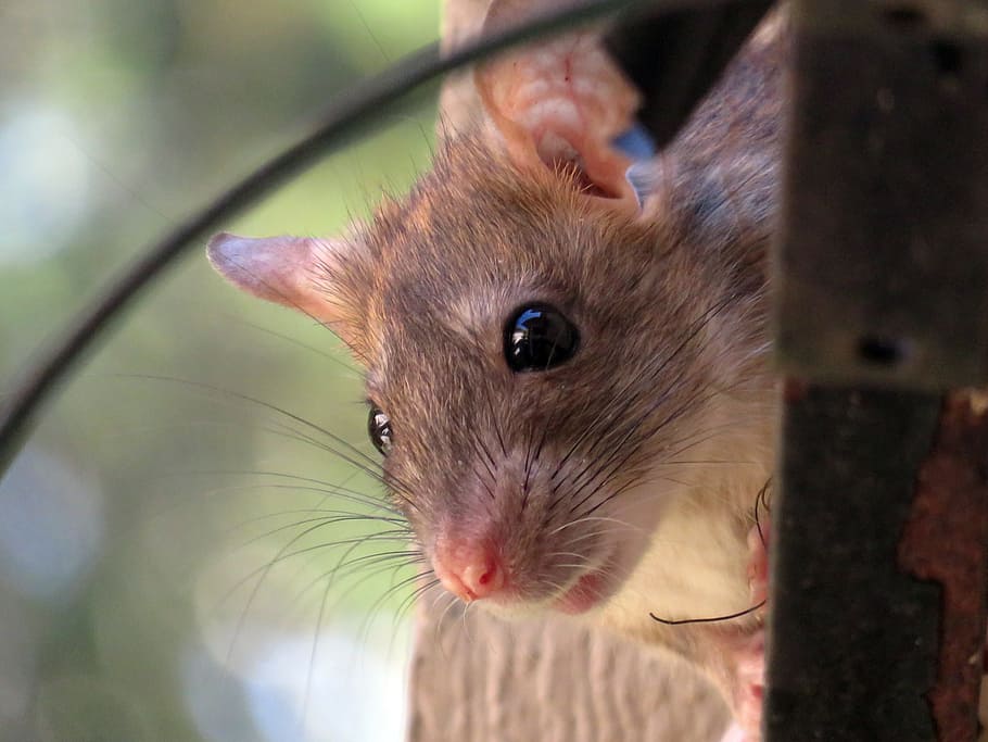 В подвалах Калининградской областной клинической больницы нашли крыс