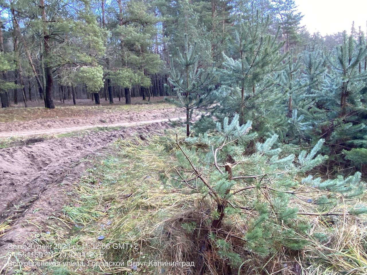 В Прибрежном лесничестве срубили и похитили пять ёлок › BALTIC NEWS |  Калининград